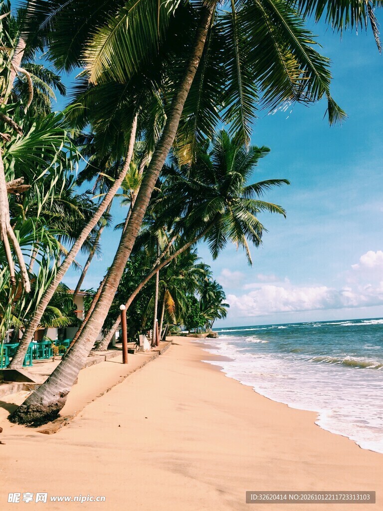 热带椰林海滩风光