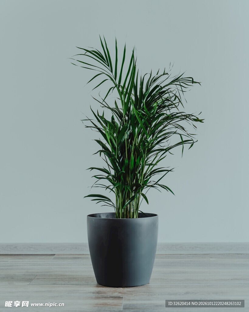 室内桌面绿植盆栽