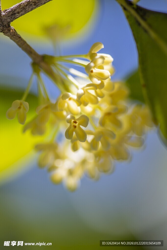 朦胧植物光影特写
