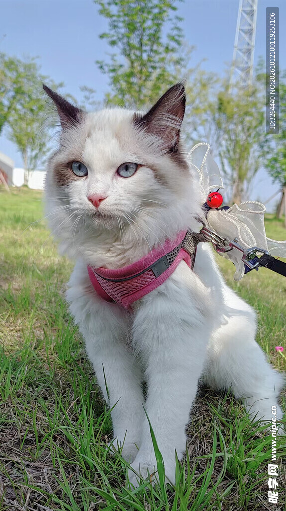 在户外散步的猫