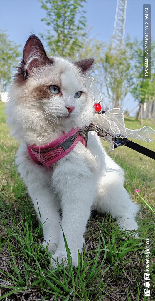 在户外散步的猫