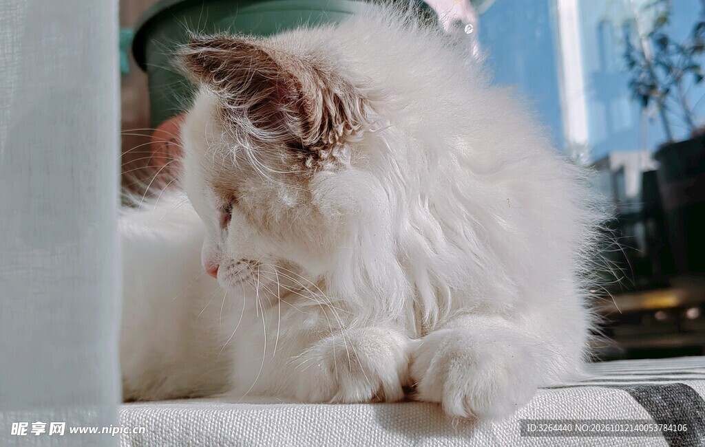 晒太阳的猫