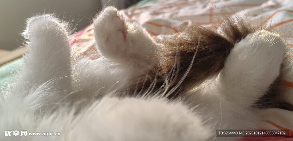 仰卧的猫爪