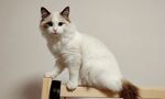一只猫