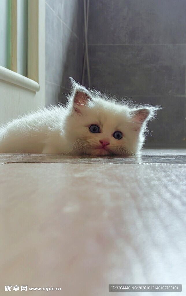 出生不久的奶猫