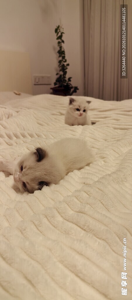 床上的小奶猫