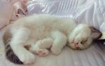 睡着的猫咪
