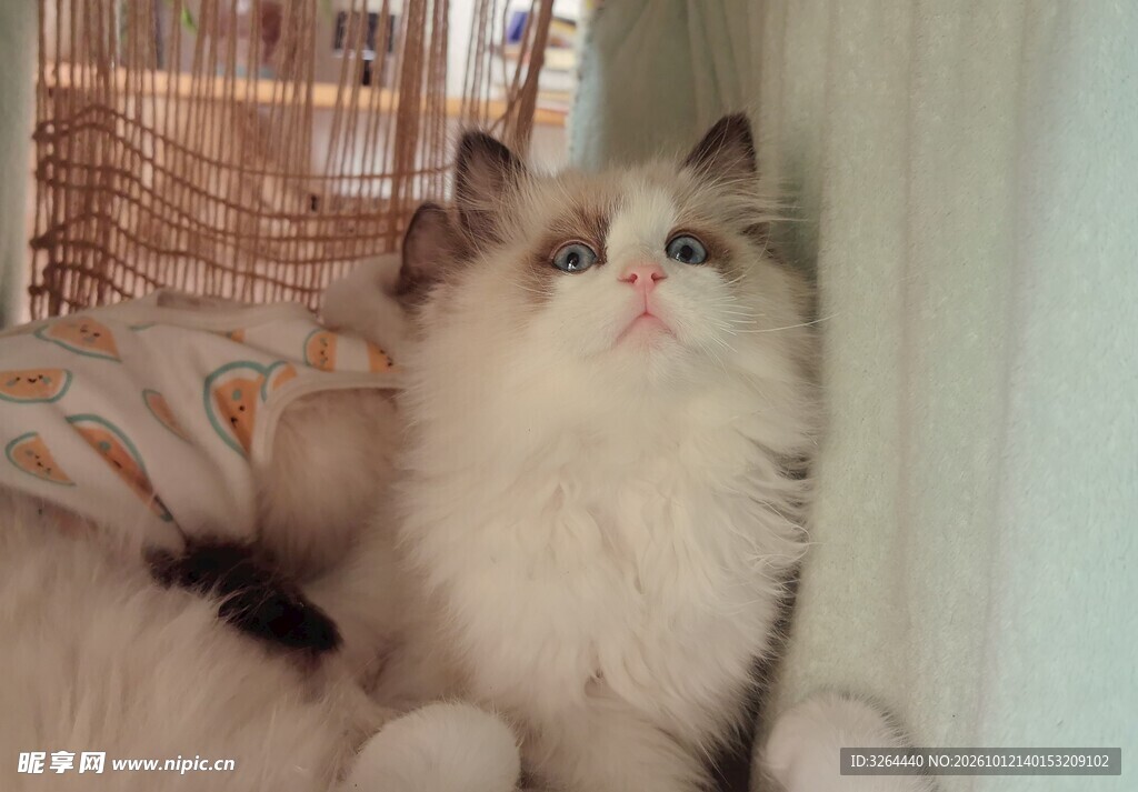 刚睡醒的猫