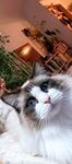 布偶猫