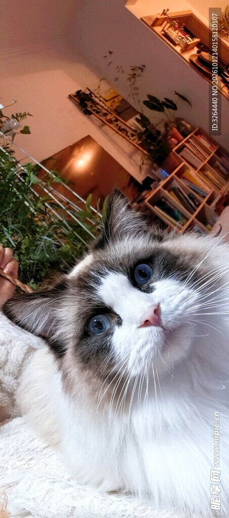 布偶猫