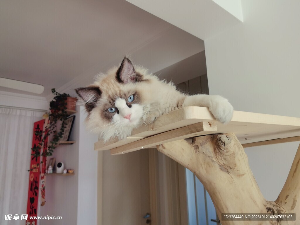 在猫爬架上的猫