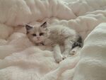 躺在被子上的猫