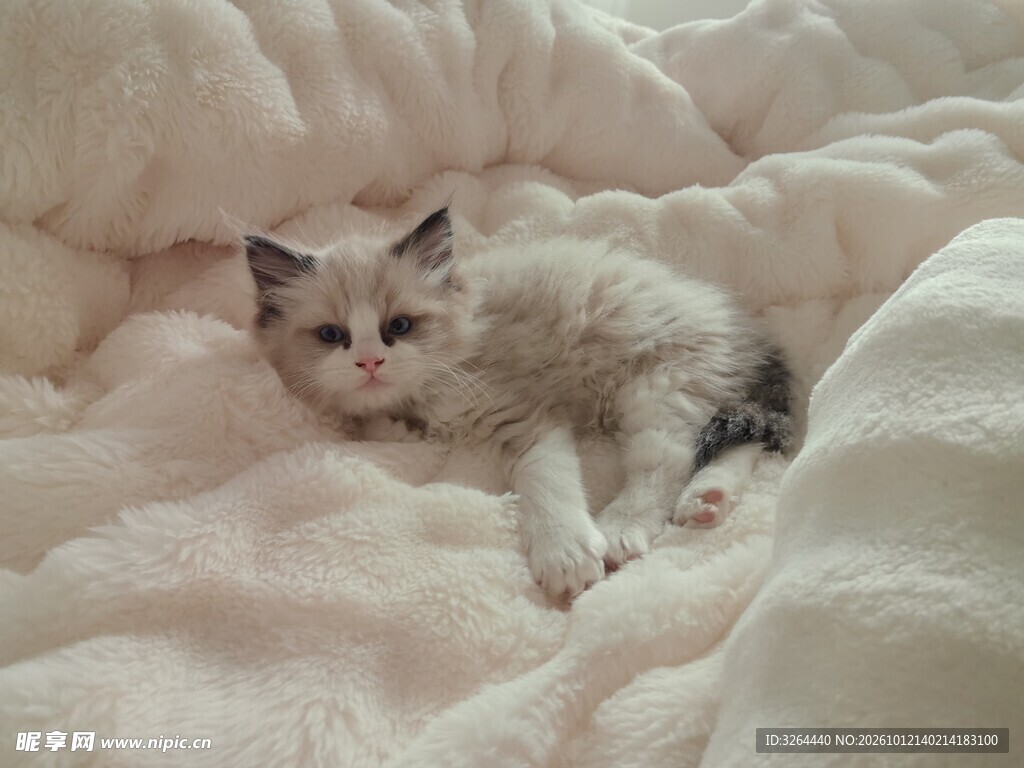 躺在被子上的猫