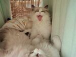 打哈欠的猫