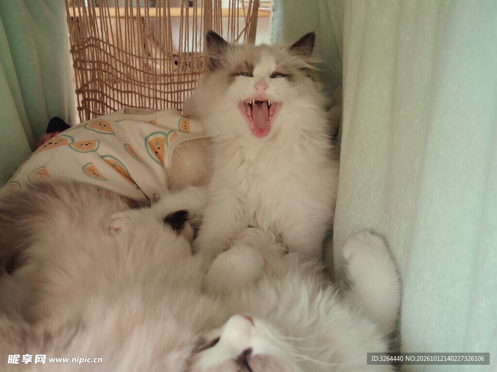 打哈欠的猫