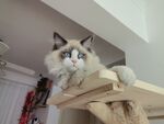 在猫爬架上的猫
