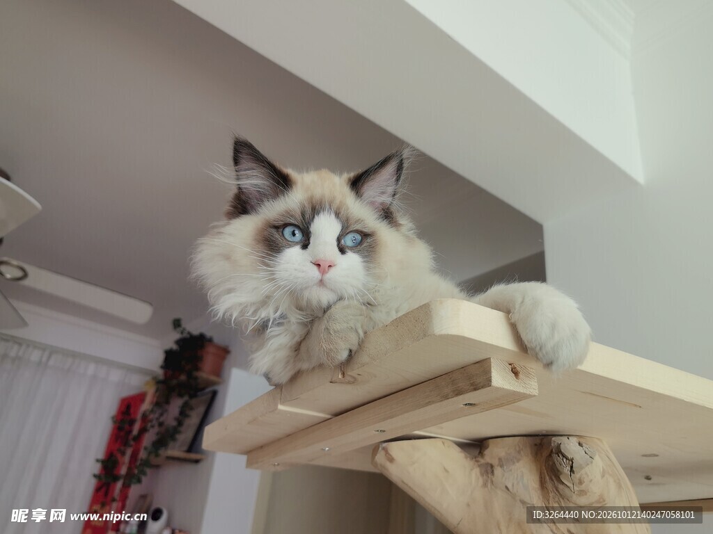 在猫爬架上的猫