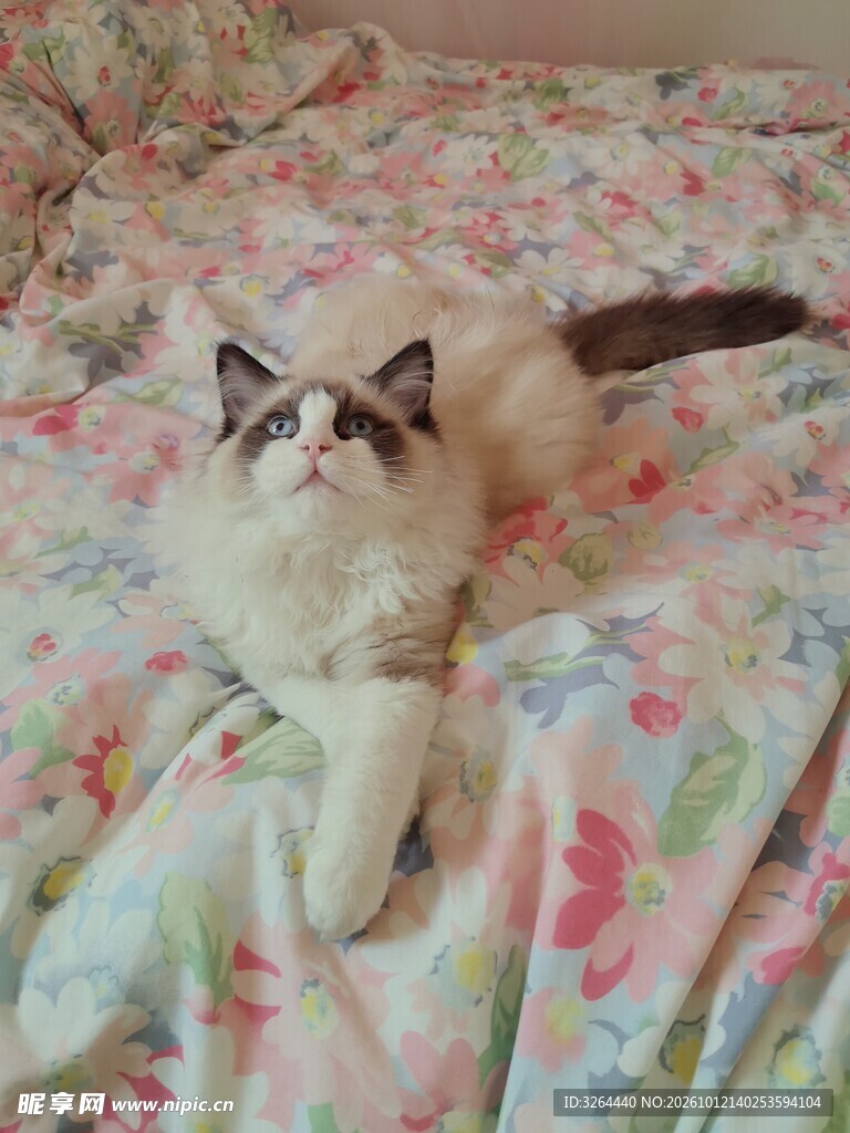 趴在床上的猫