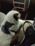 戴着牵引绳的猫