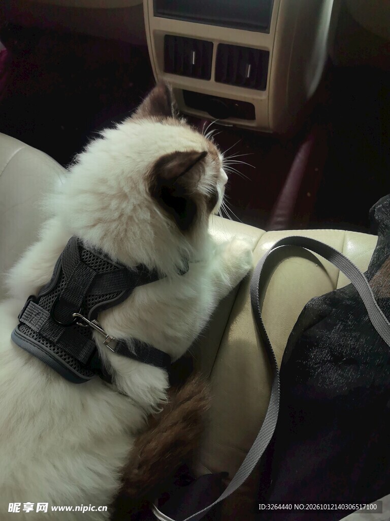 戴着牵引绳的猫
