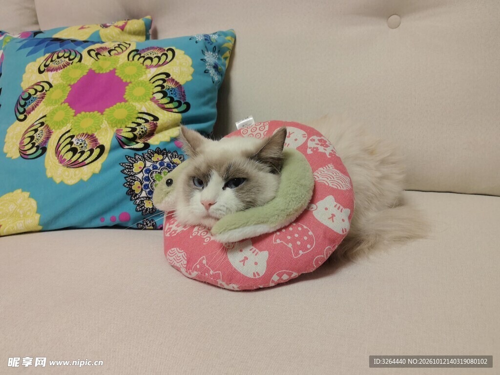 绝育带项圈的猫