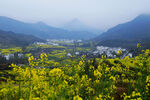 春日山乡油菜花海风光