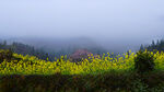 雾漫山野油菜花田