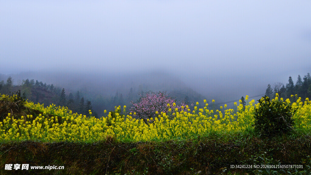 雾漫山野油菜花田