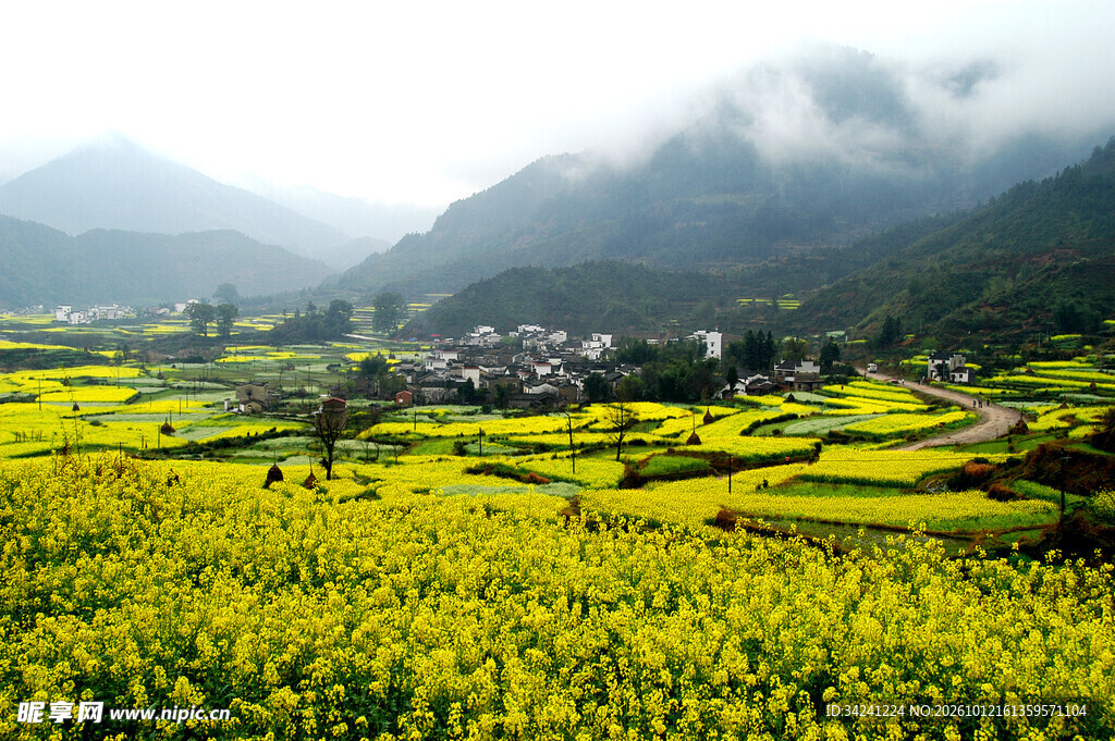 山间油菜花田乡村美景