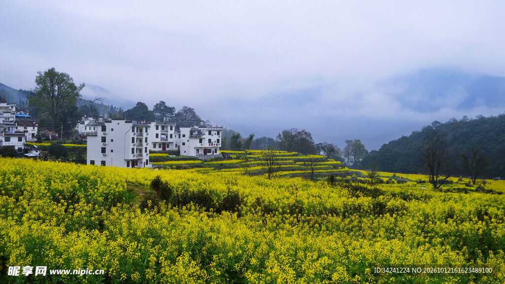 春日山村油菜花海