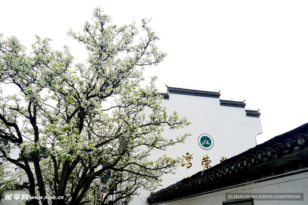 春日徽派建筑伴花树