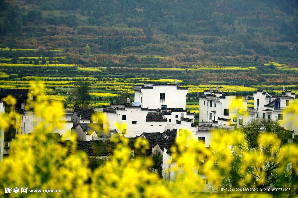 油菜花田旁的乡村民居