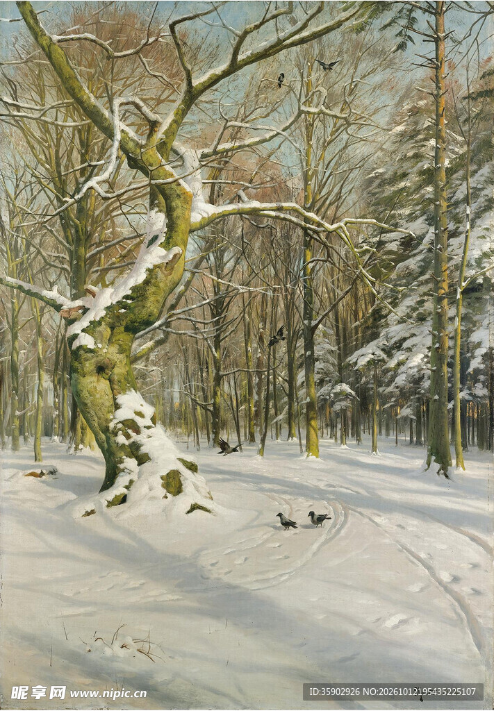 冬日雪林老树风光