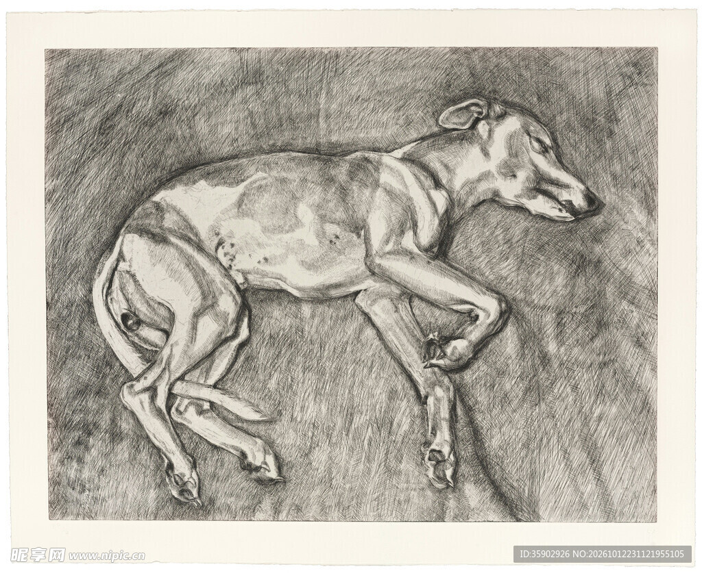 素描休憩灵缇犬