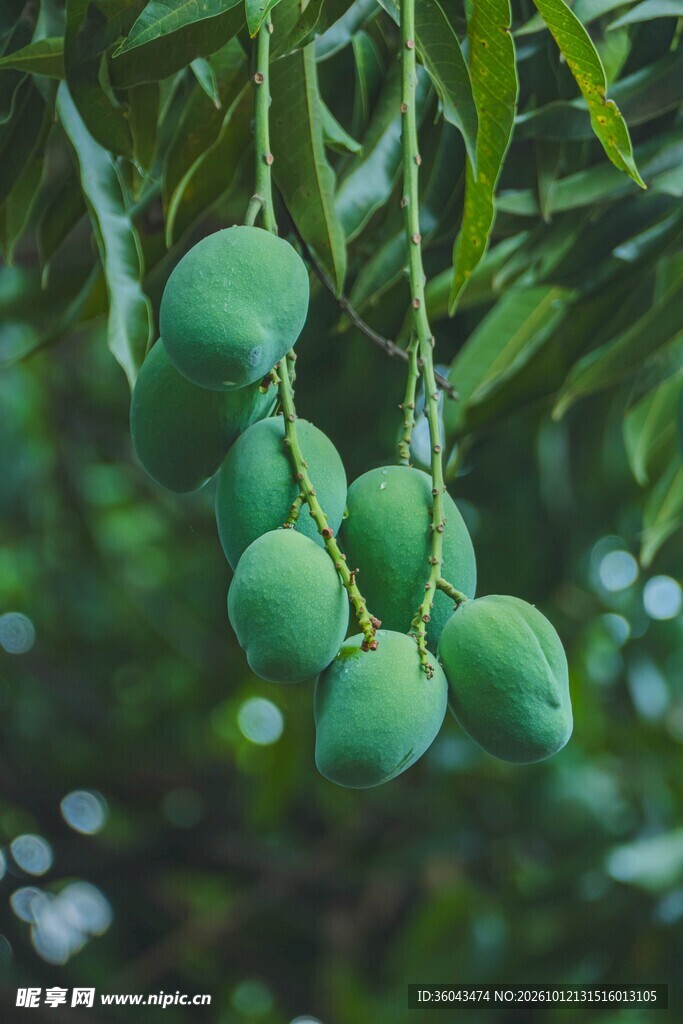 枝头青芒果