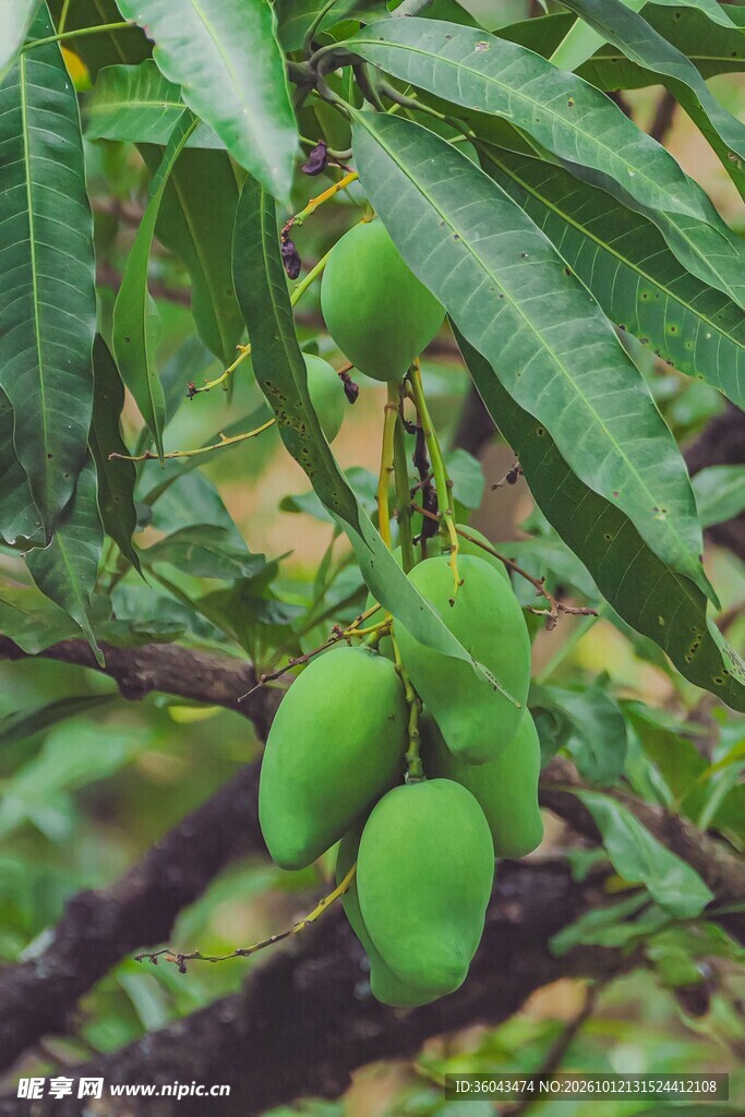 枝头青芒果