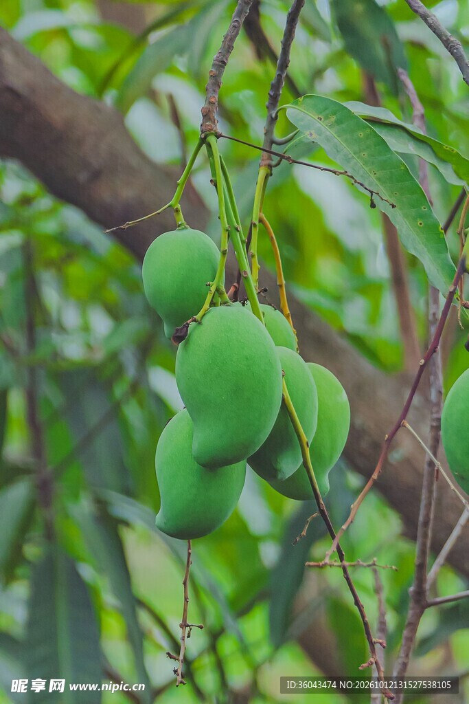 枝头青芒果
