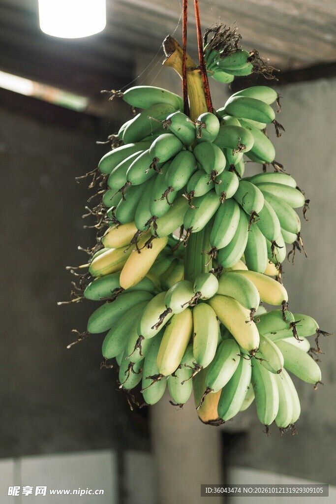 吊挂青黄香蕉串