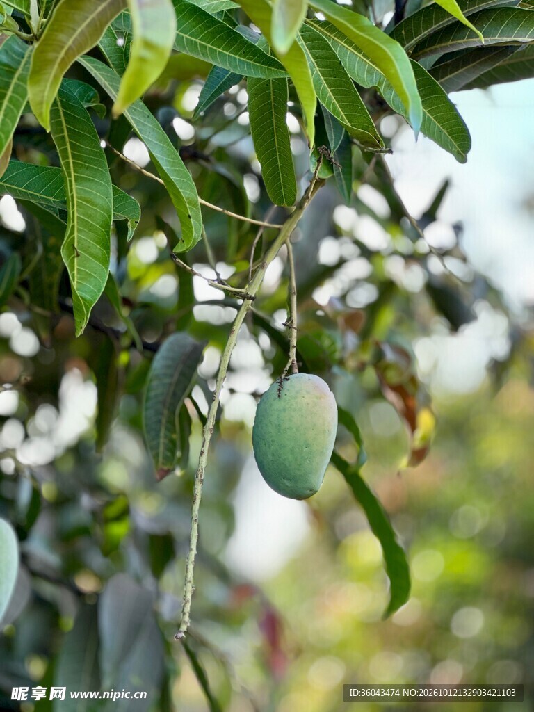 挂在枝头的青芒果