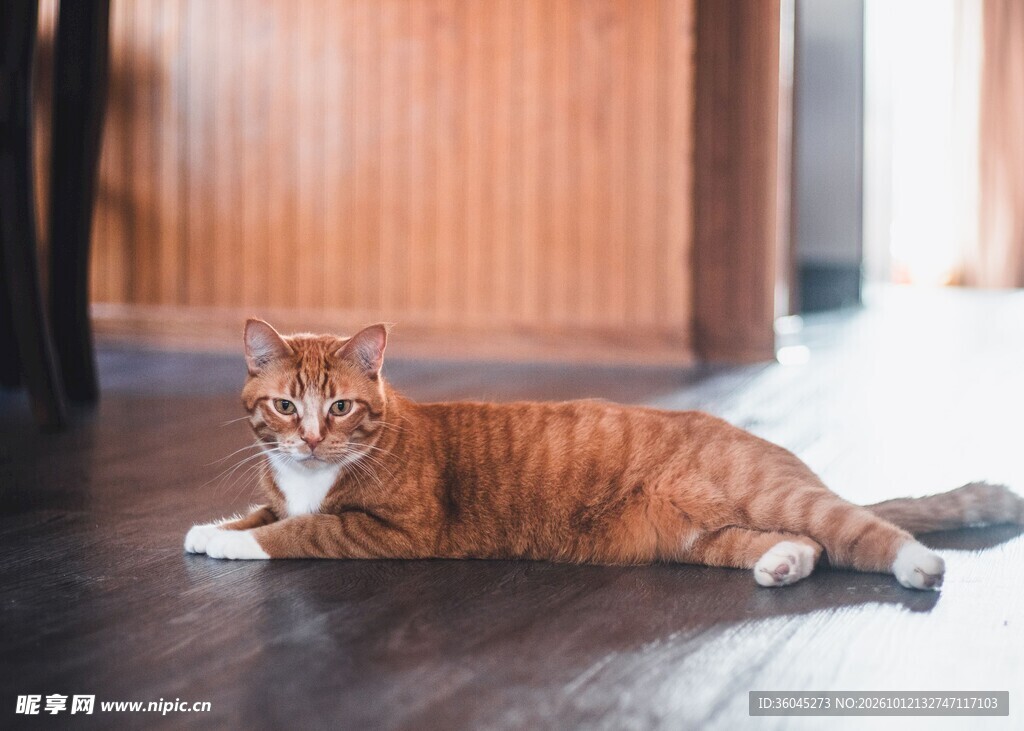 趴卧在地板上的橘猫