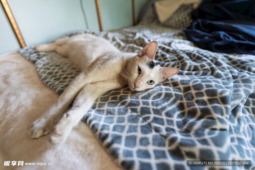 床上仰躺的可爱猫咪