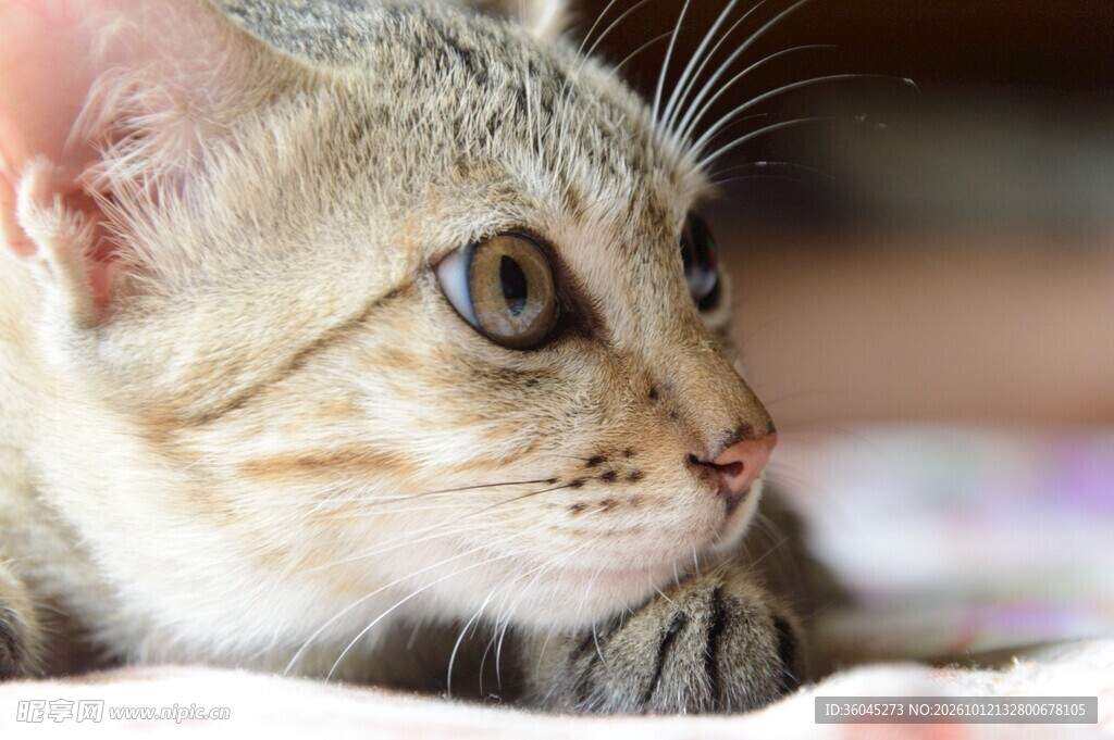 可爱猫咪侧脸特写
