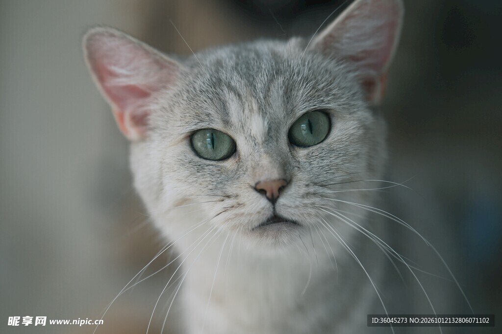 绿眼浅灰猫咪特写