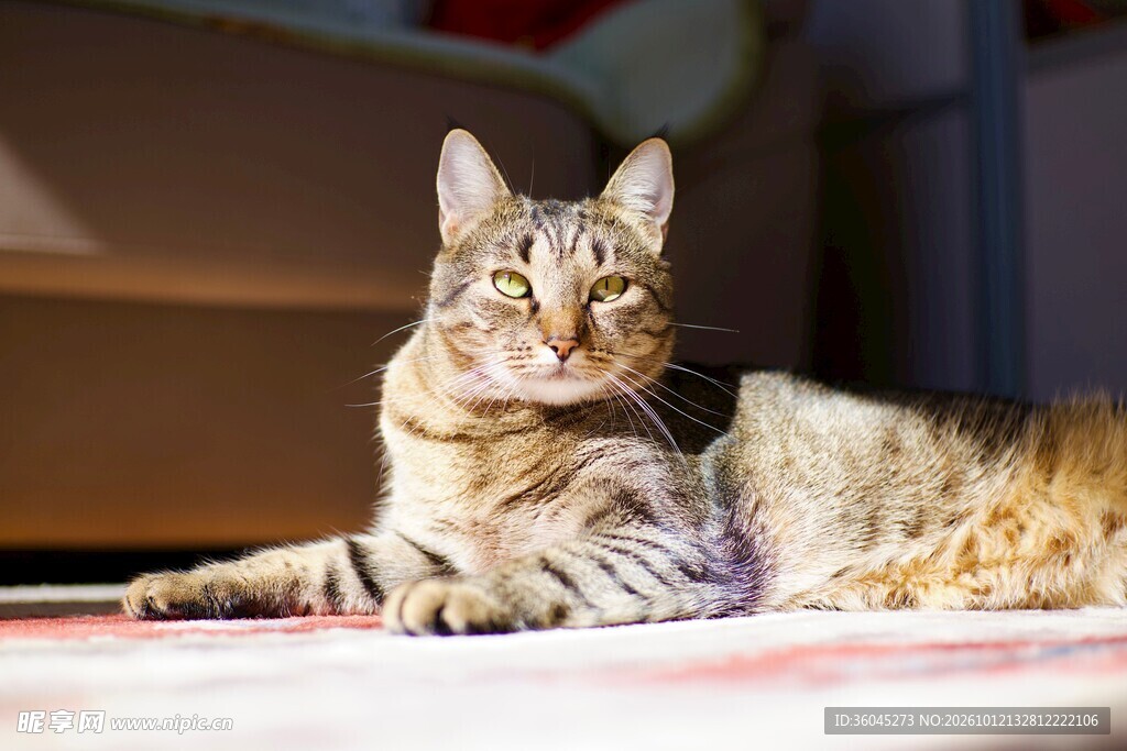 慵懒趴卧的虎斑猫
