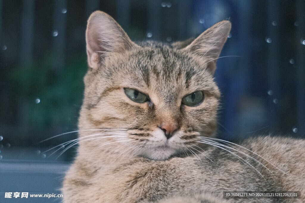窗边虎斑猫咪特写