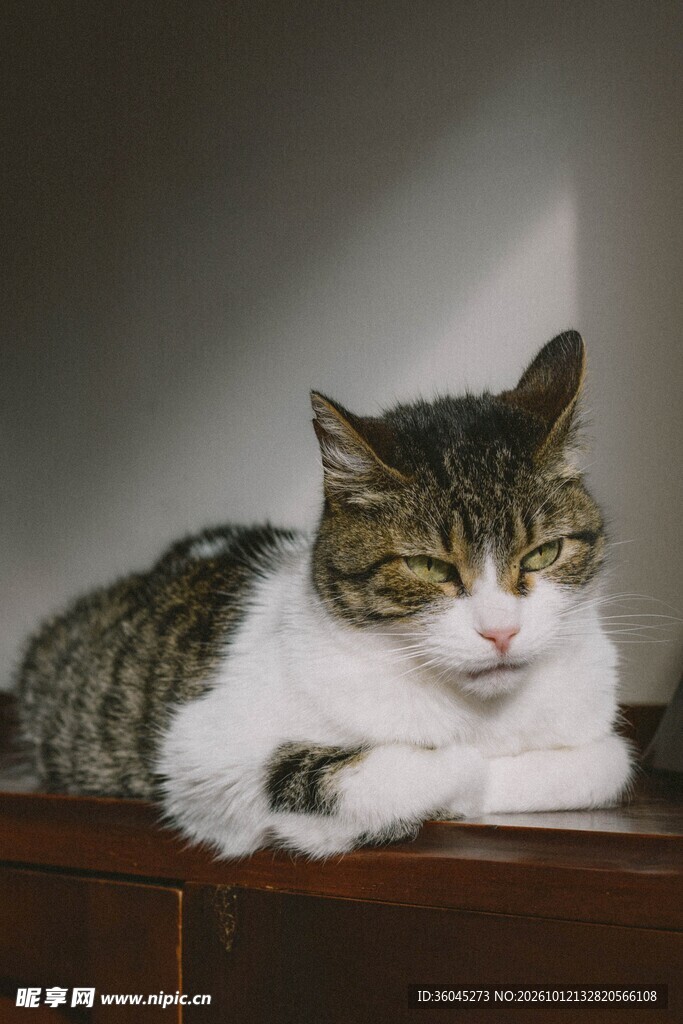 眯眼休憩的小猫咪