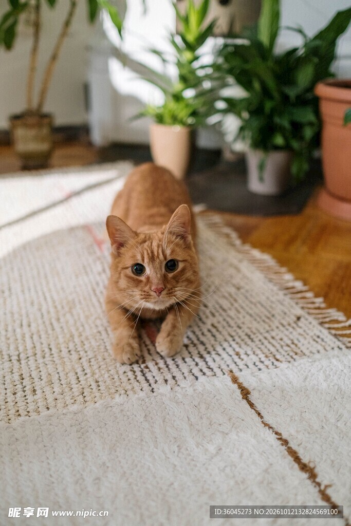 萌趣小橘猫居家日常