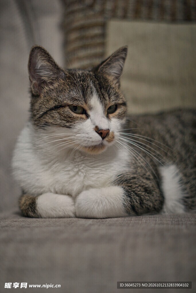 休憩的可爱小猫咪