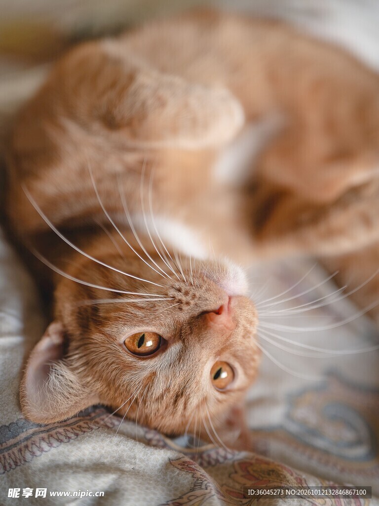 仰躺的可爱小橘猫