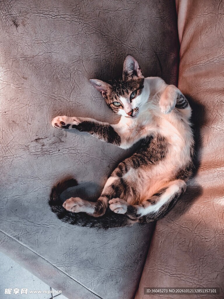 躺卧沙发上的小猫